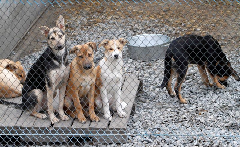 В Марушкинском началась масштабная акция по отлову бездомных собак