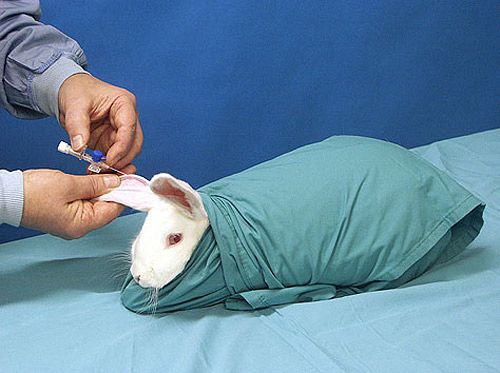 Мелких домашних животных вакцинируют в Мосрентгене