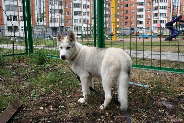 Площадка для выгула собак открылась в Роговском