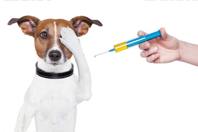 Диких и домашних животных в Новой Москве вакцинируют против бешенства
