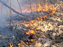Подмосковным лесам грозит крайне неблагоприятный пожарный период