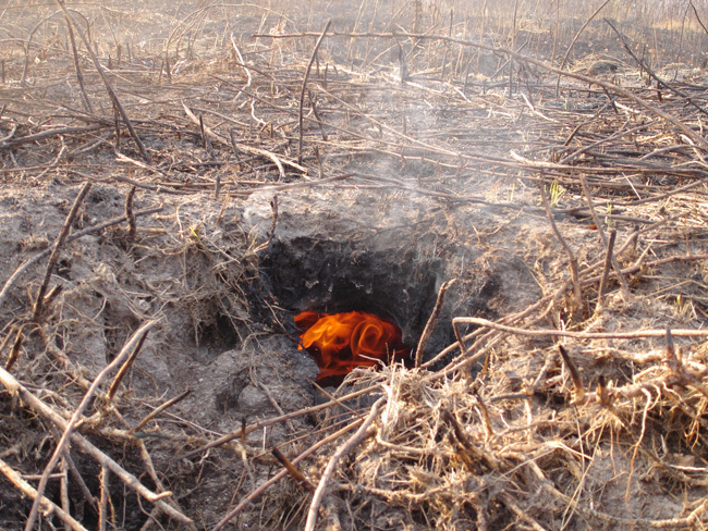 За три года в Новой Москве не зафиксировано ни одного лесного и торфяного пожара