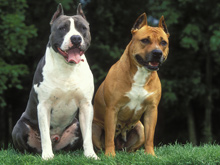 На бойцовых собак предлагают ввести лицензии