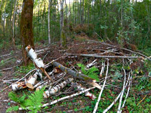 ОНФ выступит с инициативой о запрете вырубки леса в радиусе 70 км от МКАД