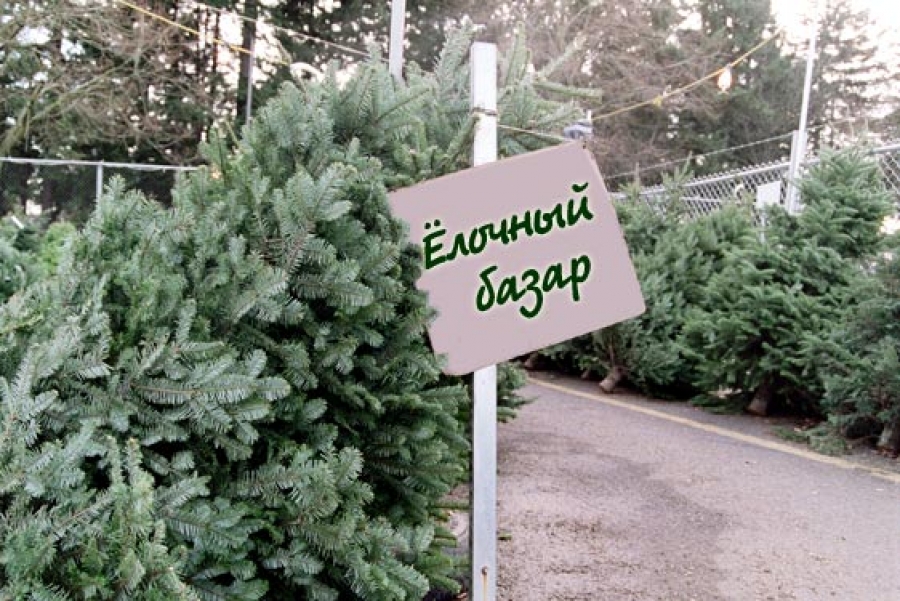 Экологический патруль в москве проверит елочные базары